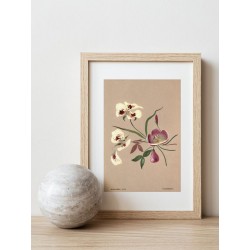 Постер "Botanical flowers"