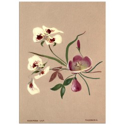 Постер "Botanical flowers"