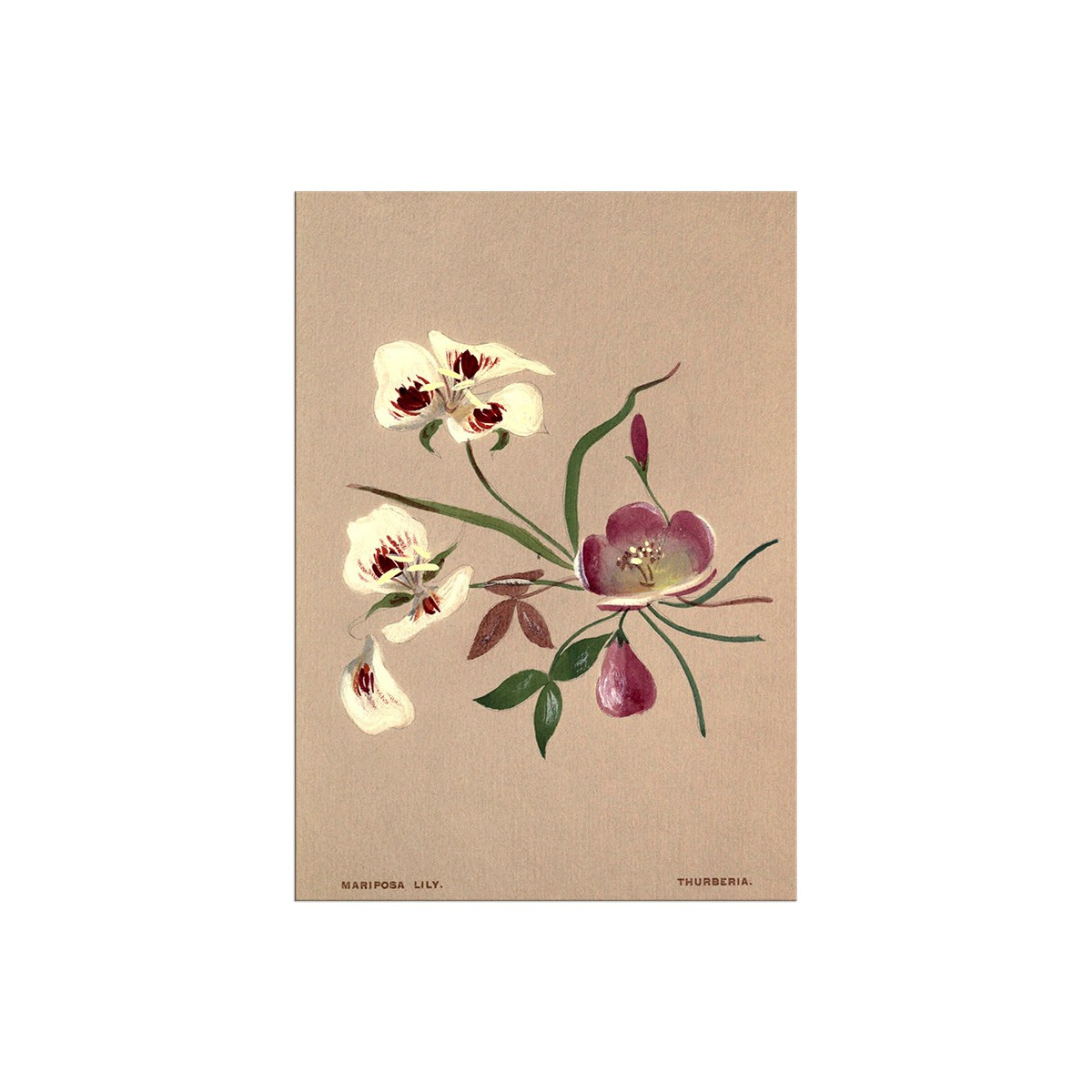 Постер "Botanical flowers"
