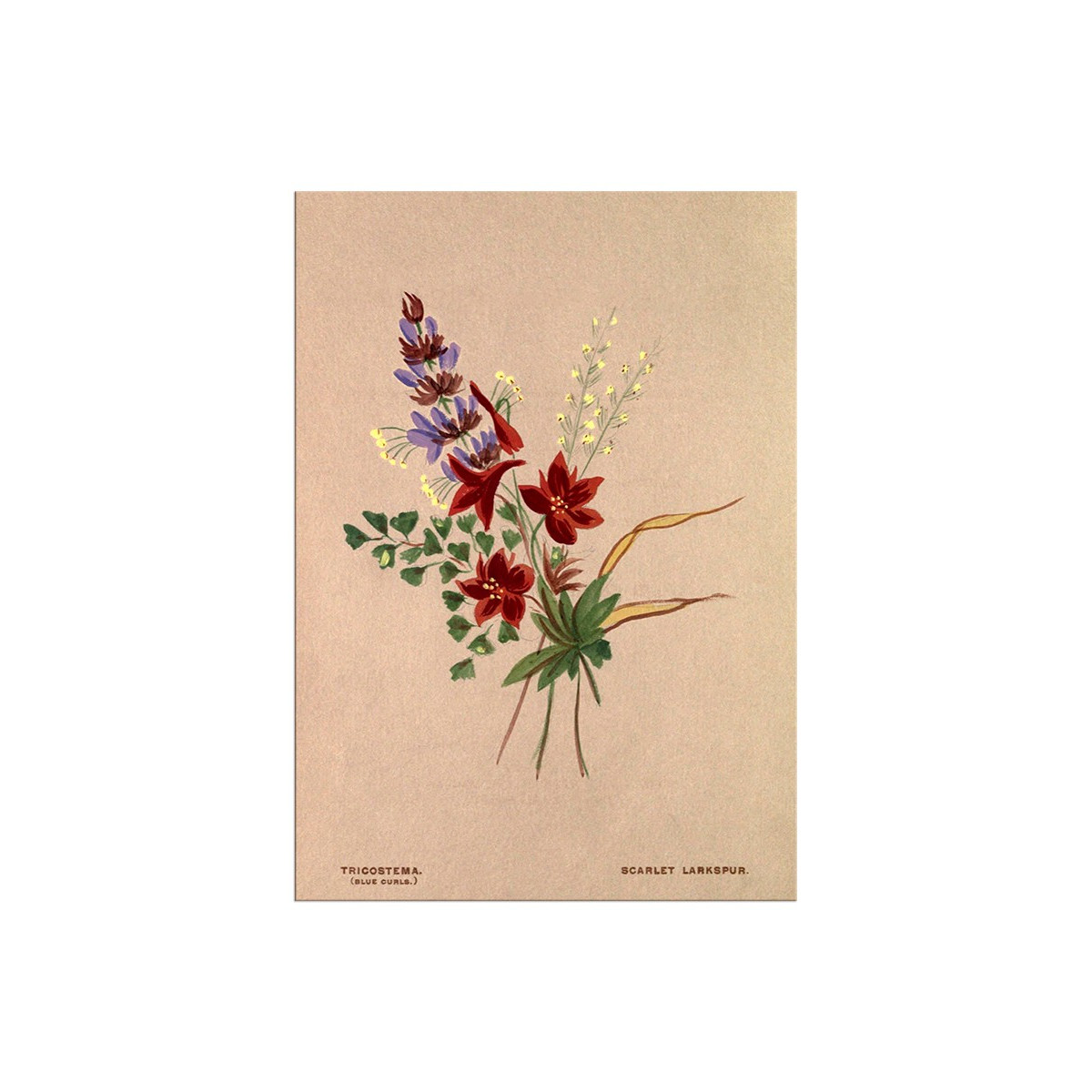 Постер "Botanical flowers"