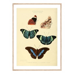 Постер "Botany. Butterflies"
