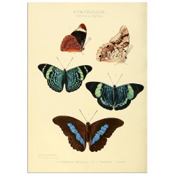 Постер "Botany. Butterflies"