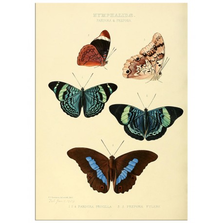 Постер "Botany. Butterflies"