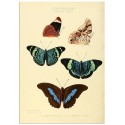 Постер "Botany. Butterflies"