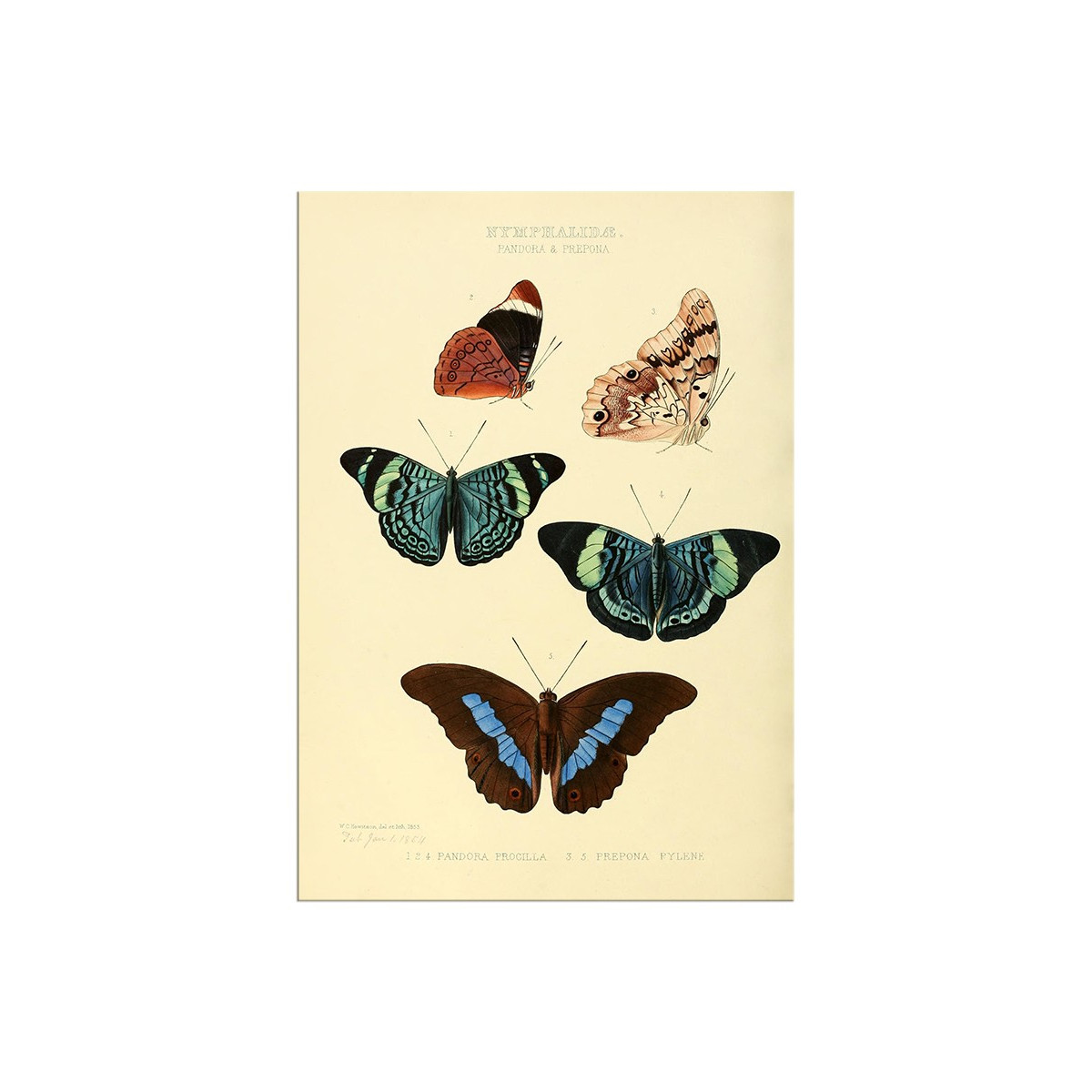 Постер "Botany. Butterflies"