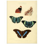 Постер "Botany. Butterflies"