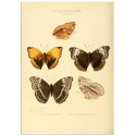 Постер "Botany. Butterflies"