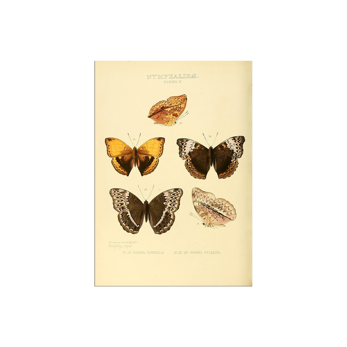 Постер "Botany. Butterflies"
