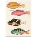Постер "Botany. Fish"