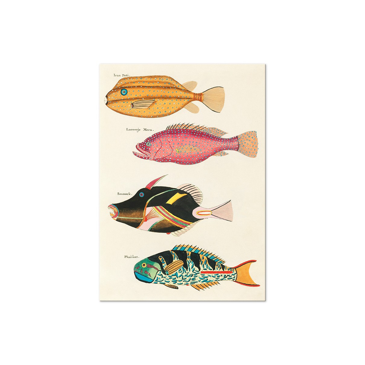 Постер "Botany. Fish"