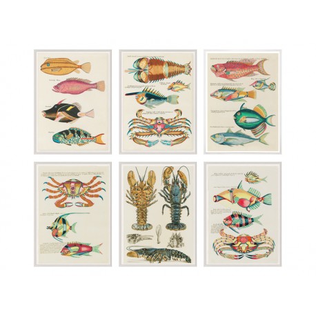 Постер "Botany. Fish"