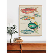 Постер "Botany. Fish"