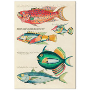 Постер "Botany. Fish"