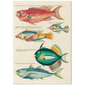 Постер "Botany. Fish"
