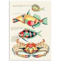 Постер "Botany. Fish"