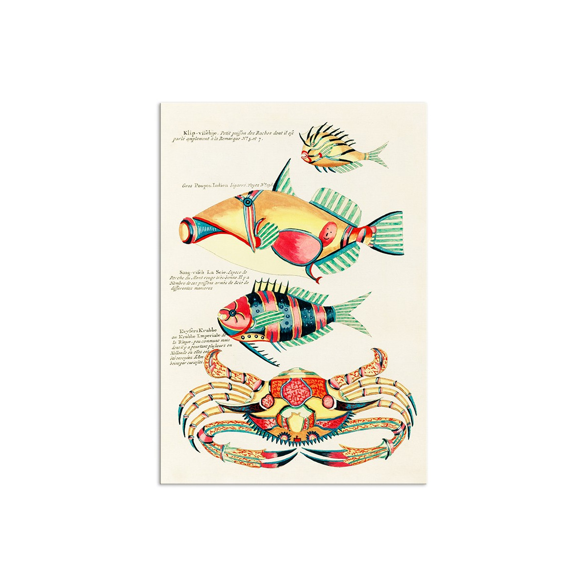 Постер "Botany. Fish"
