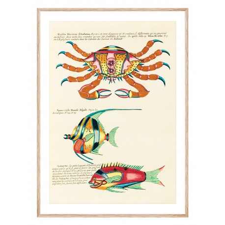 Постер "Botany. Fish"