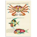 Постер "Botany. Fish"