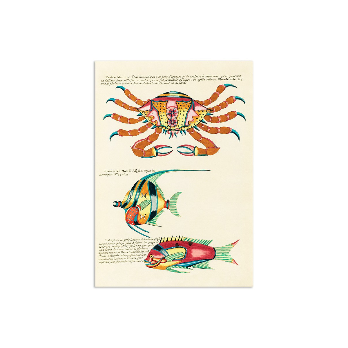 Постер "Botany. Fish"