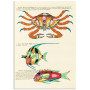Постер "Botany. Fish"