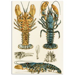 Постер "Botany. Fish"