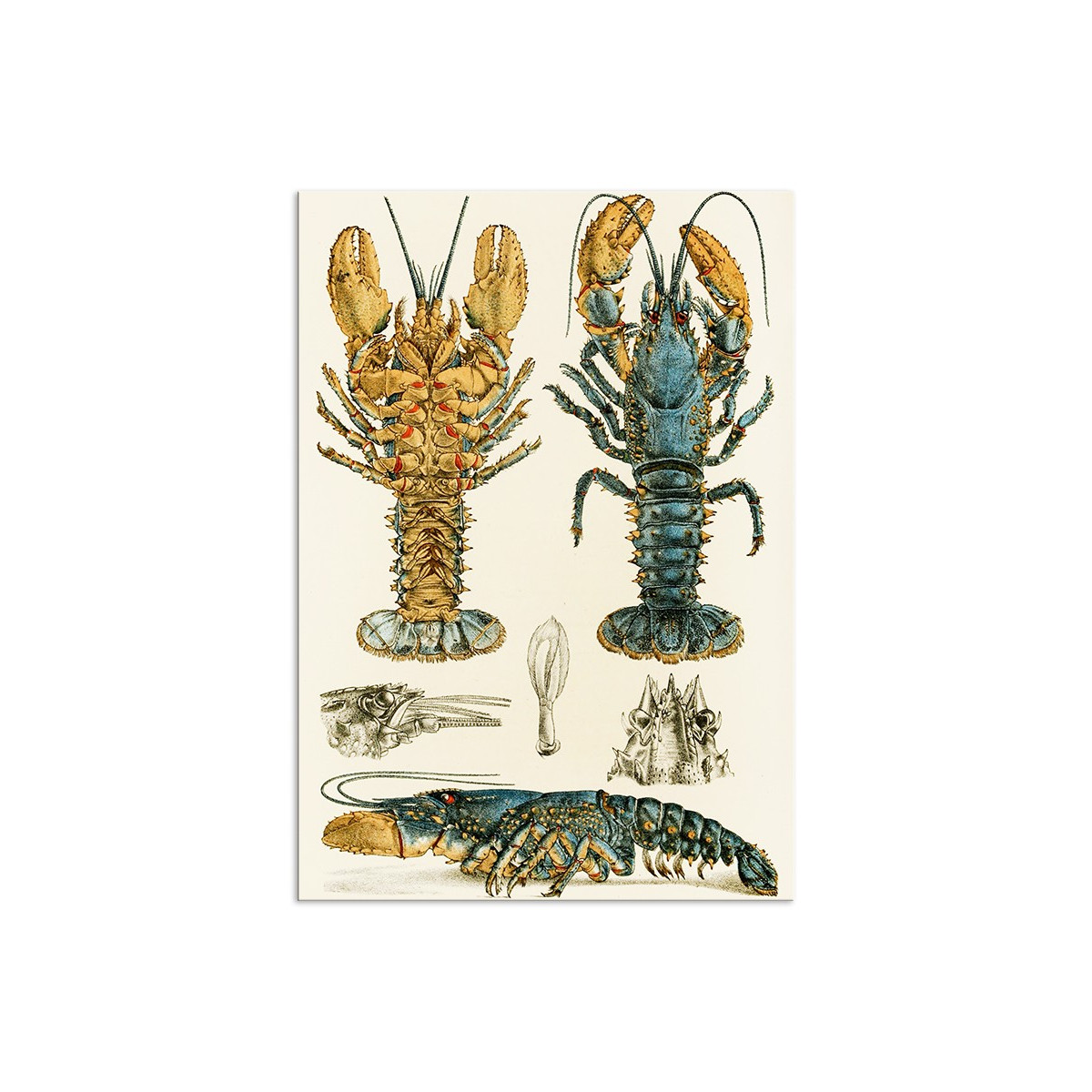 Постер "Botany. Fish"