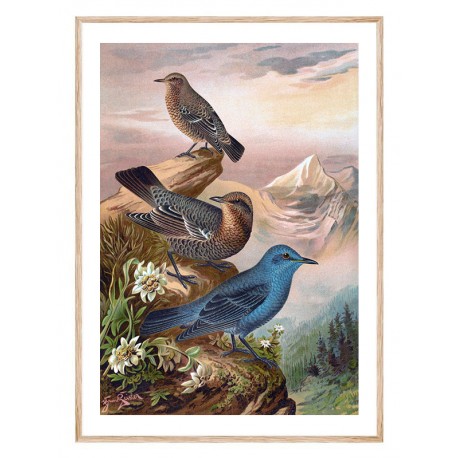Постер "Botany. Birds"
