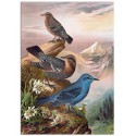 Постер "Botany. Birds"