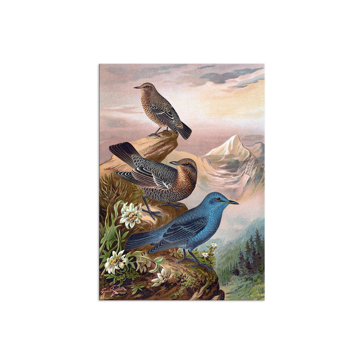Постер "Botany. Birds"