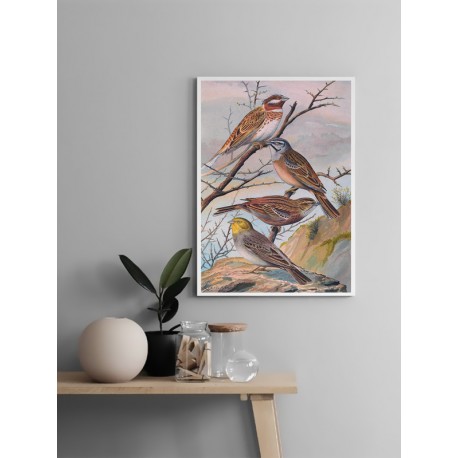 Постер "Botany. Birds"
