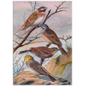 Постер "Botany. Birds"