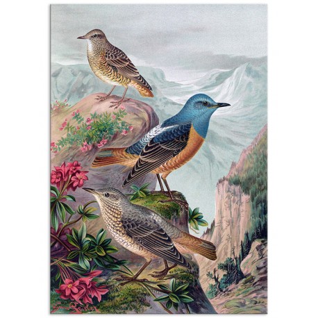 Постер "Botany. Birds"