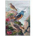 Постер "Botany. Birds"