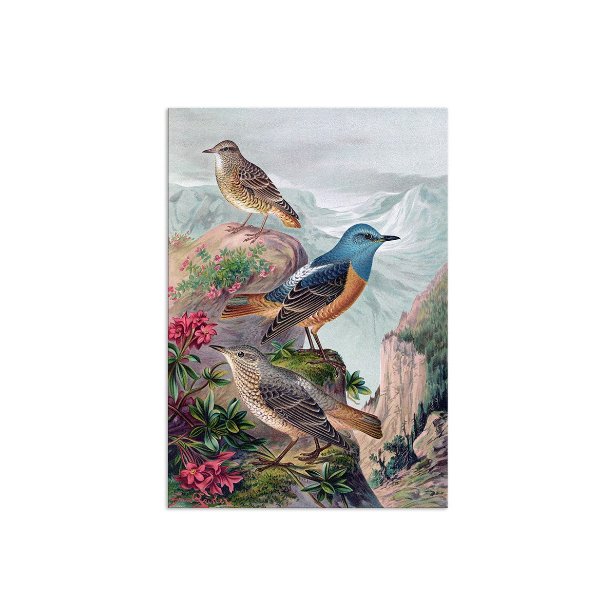 Постер "Botany. Birds"