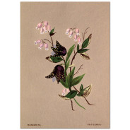 Постер "Botanical flowers"