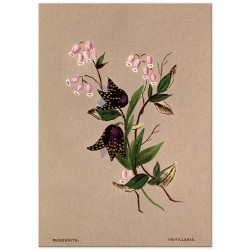 Постер "Botanical flowers"