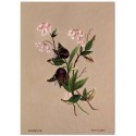 Постер "Botanical flowers"