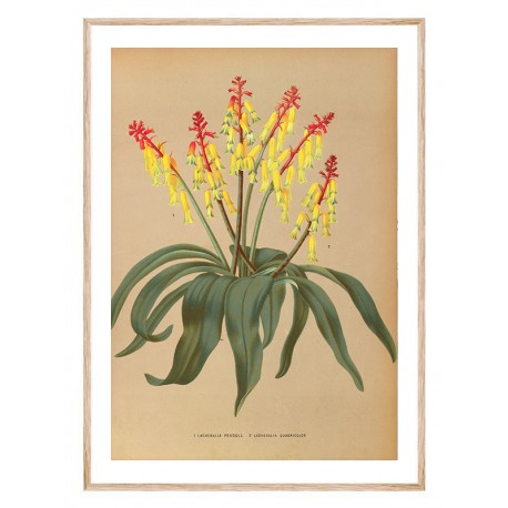 Постер "Botanical flowers"