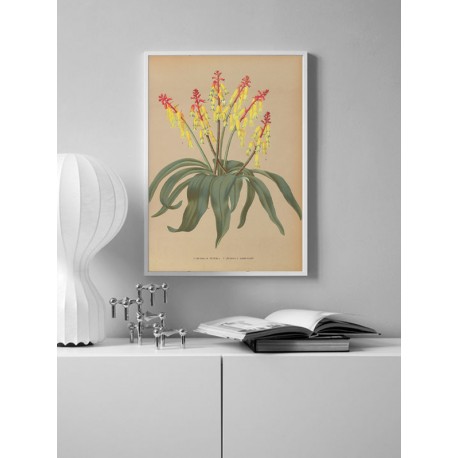 Постер "Botanical flowers"