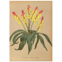 Постер "Botanical flowers"