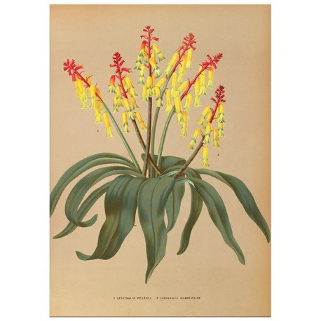 Постер "Botanical flowers"
