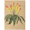 Постер "Botanical flowers"