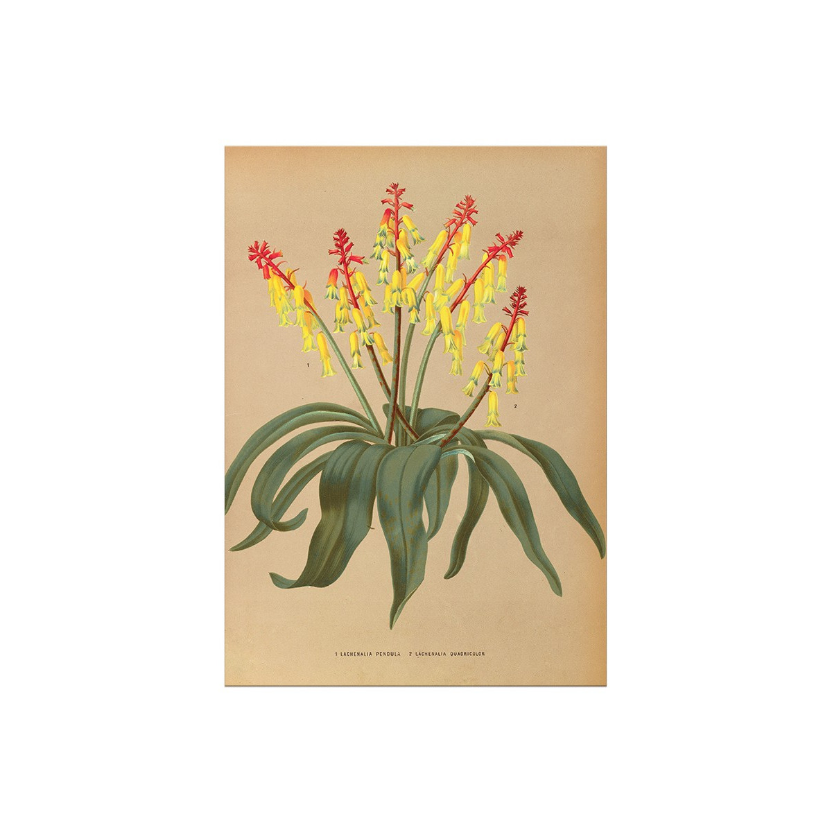 Постер "Botanical flowers"