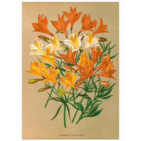 Постер "Botanical flowers"