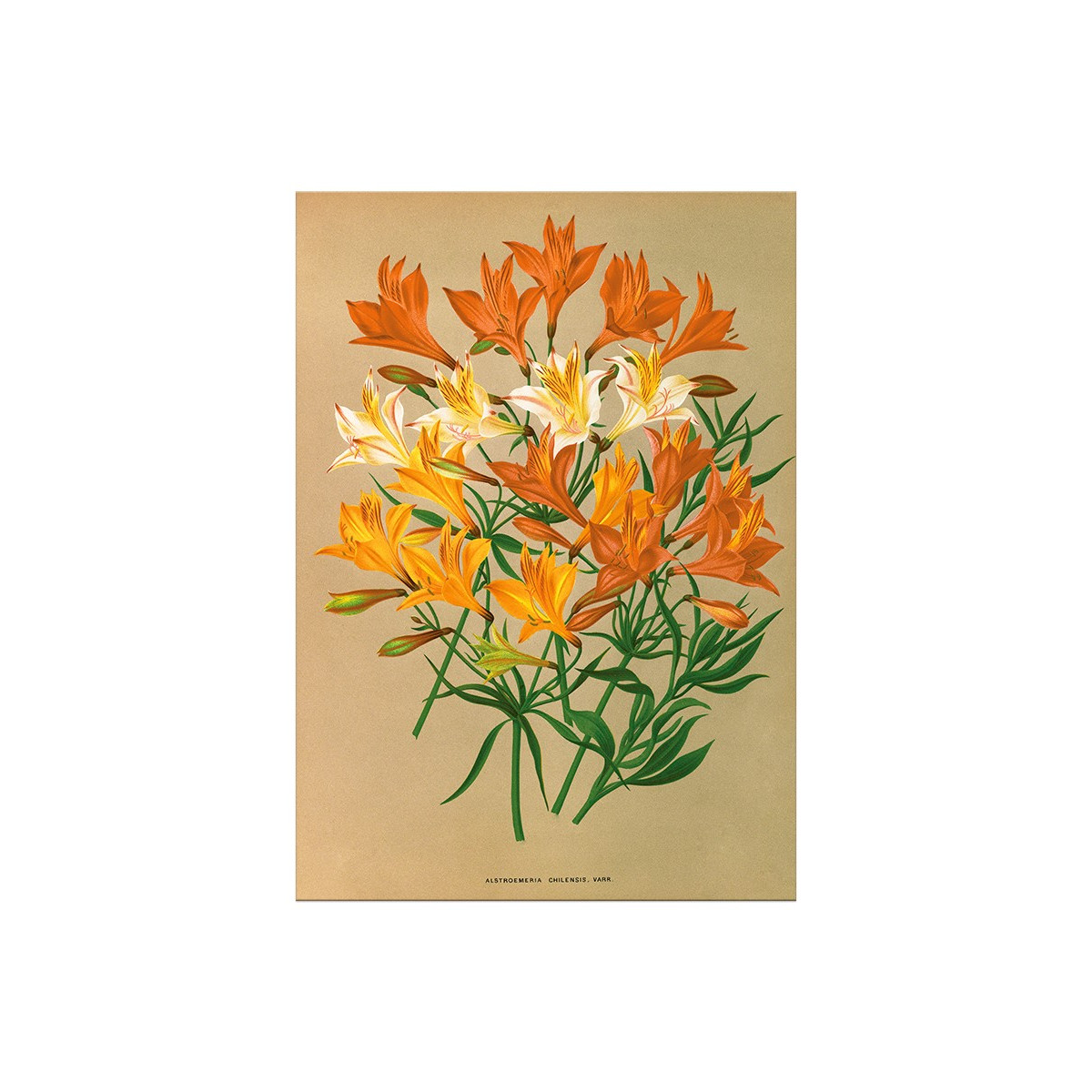 Постер "Botanical flowers"