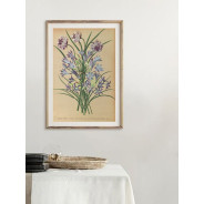 Постер "Botanical flowers"