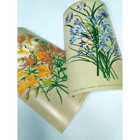 Постер "Botanical flowers"