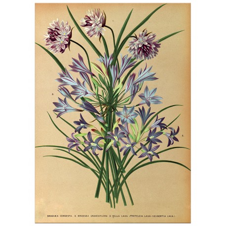 Постер "Botanical flowers"