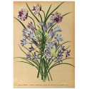 Постер "Botanical flowers"