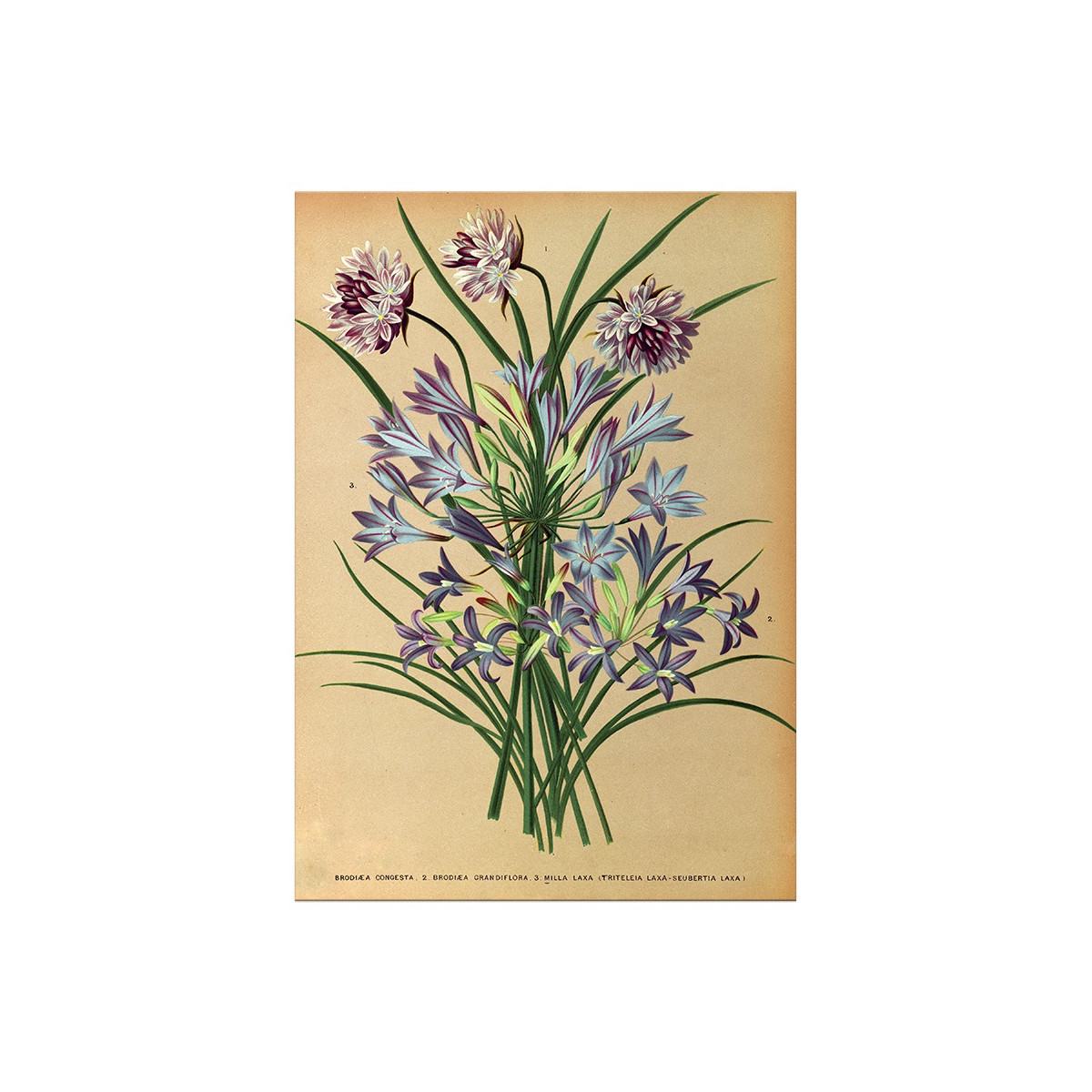 Постер "Botanical flowers"